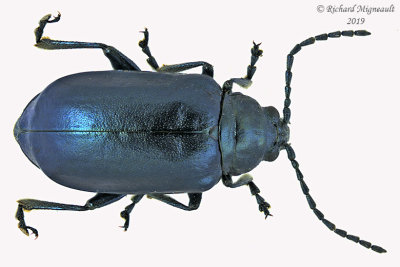 Leaf Beetle - Altica ambiens m19 