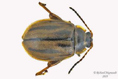Leaf Beetle - Capraita subvittata m19