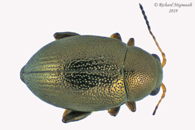 Leaf Beetle - Chaetocnema borealis m19