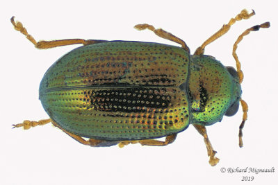 Leaf Beetle - Crepidodera nana m19 