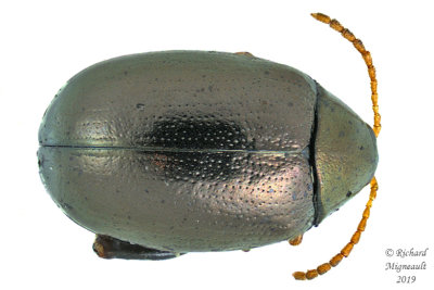 Leaf beetle - Flea Beetle - Dibolia sp1 1 m19