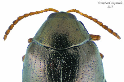 Leaf beetle - Flea Beetle - Dibolia sp1 2 m19