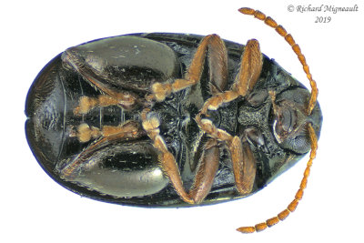 Leaf beetle - Flea Beetle - Dibolia sp1 3 m19 