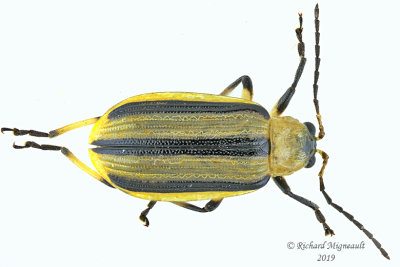 Leaf beetle - Acalymma vittatum m19 