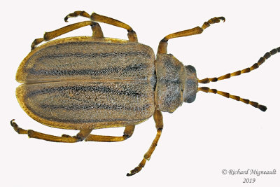 Leaf Beetle - Ophraella conferta m19 
