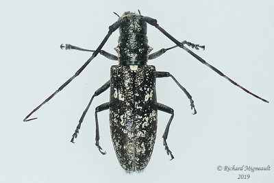 Longhorned Beetle - Monochamus scutellatus m19