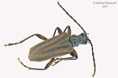 Longhorned Beetle - Brachysomida bivittata 1 m19 