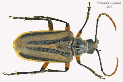 Longhorned Beetle - Brachysomida bivittata 2 m19 