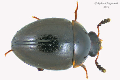 Round Fungus Beetles