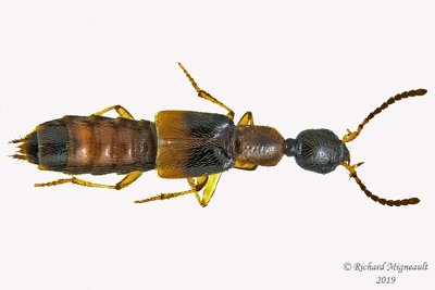 Rove beetle - Neobisnius terminalis m19 