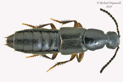 Rove beetle - Philonthus sp2 1 m19 