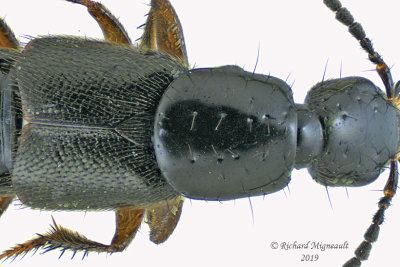 Rove beetle - Philonthus sp2 2 m19 