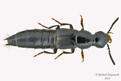 Rove beetle - Quedius plagiatus 1 m19