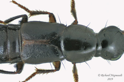 Rove beetle - Quedius plagiatus 2 m19 