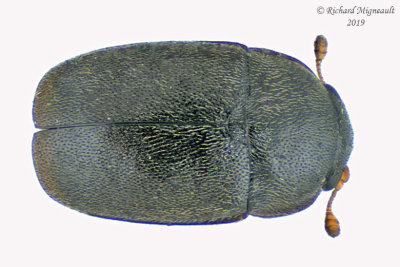 Sap-Feeding Beetle - Meligethes nigrescens 1 m19