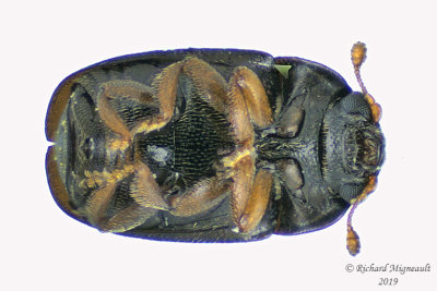 Sap-Feeding Beetle - Meligethes nigrescens 2 m19 