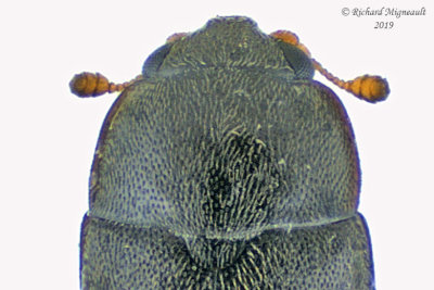Sap-Feeding Beetle - Meligethes nigrescens 3 m19 