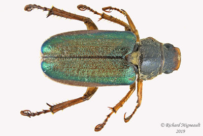 Scarab Beetle - Dichelonyx canadensis m19 
