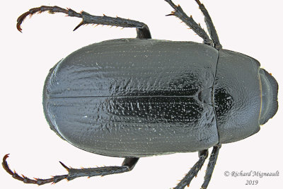 Scarab Beetle - Diplotaxis tristis 1 m19 