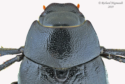 Scarab Beetle - Diplotaxis tristis 2 m19 