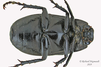 Scarab Beetle - Diplotaxis tristis 3 m19 