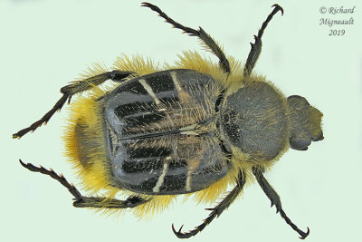 Scarab Beetle - Trichiotinus assimilis m19