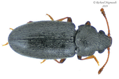 Silken Fungus Beetle - Telmatophilus typhae sp3 1 m19 