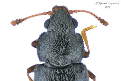 Silken Fungus Beetle - Telmatophilus typhae sp3 2 m19 