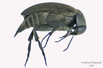 Tumbling flower beetle - Mordellistena aspersa m19 