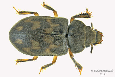 Variegated Mud-loving Beetle - Heterocerus parrotus m19