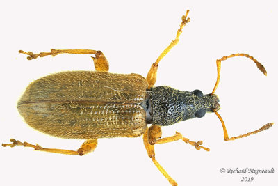 Weevil Beetle - Phyllobius oblongus 1 m19