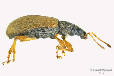 Weevil Beetle - Phyllobius oblongus 2 m19 