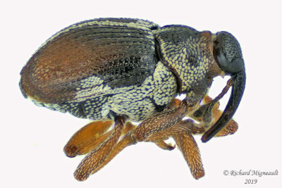 Weevil beetle - Ceutorhynchus semirufus 1 m19 