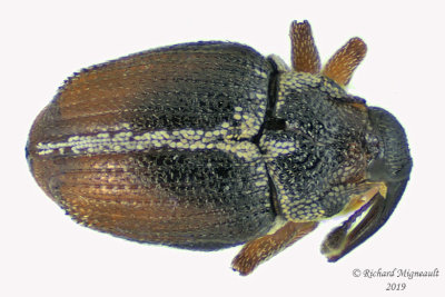 Weevil beetle - Ceutorhynchus semirufus 2 m19 