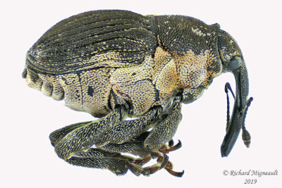 Weevil Beetle - Glocianus punctiger 1 m19 