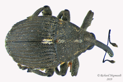 Weevil Beetle - Glocianus punctiger 2 m19