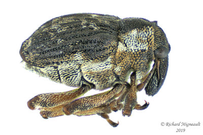 Weevil beetle - Pelenomus fuliginosus 1 m19