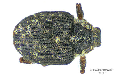 Weevil beetle - Pelenomus fuliginosus 2 m19