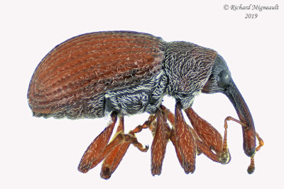 Weevil beetle - Anthonomus haematopus 1 m19 