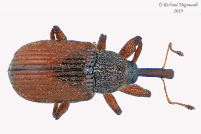 Weevil beetle - Anthonomus haematopus 2 m19 