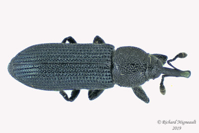 Weevil Beetle - Mecinus janthinus 1 m19