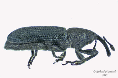 Weevil Beetle - Mecinus janthinus 2 m19 