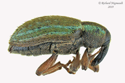 Weevil Beetle - Hypera nigrirostris 1 19 
