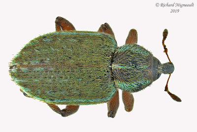 Weevil Beetle - Hypera nigrirostris 2 m19 