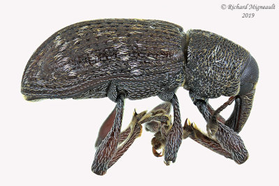 Weevil Beetle - Hylobius congener m19 