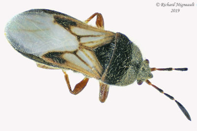 Blissidae - Blissus leucopterus m19 