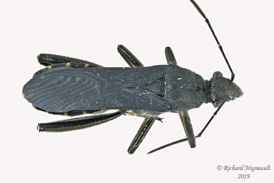 Broad-headed Bug - Alydus eurinus m19 