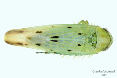 Leafhopper - Balclutha impicta m19 