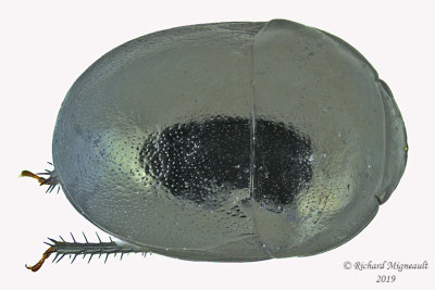 Negro Bugs - Galgupha nitiduloides m19 