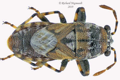 Pachygronthidae - Phlegyas abbreviatus m19 3,8mm 626 V11f.jpg